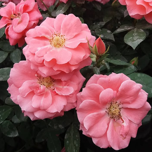 Lososova barve z rozastim - Vrtnice Floribunda
